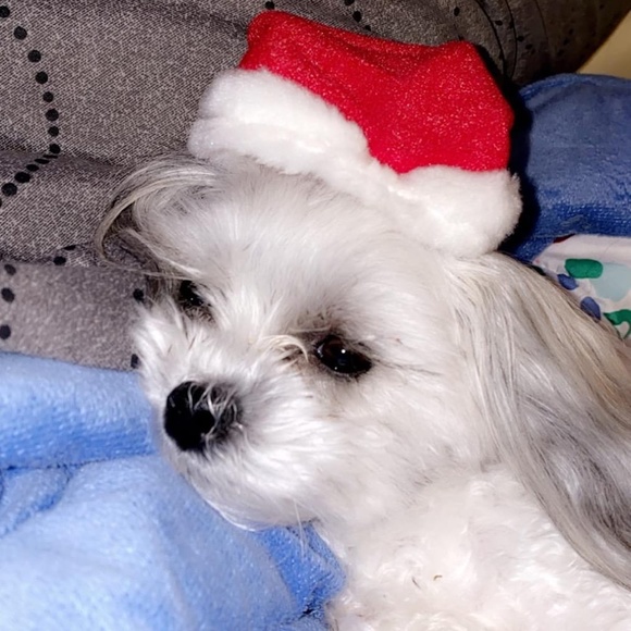 Meet your Posher “Teri Lynn” - Picture 6 of 10